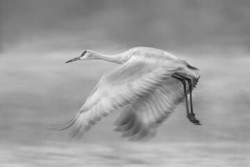 Wall Mural - Greyscale shot of a great egret in flight