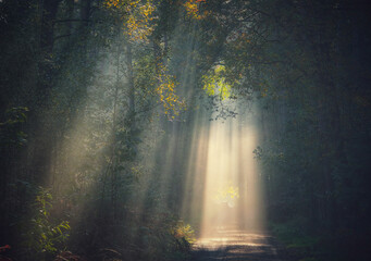 Panoramic view of the majestic evergreen forest in a morning fog. Mighty pine tree silhouettes. Atmospheric dreamlike summer landscape. Sun rays, mysterious golden light. Nature, fantasy, fairytale