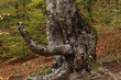 funny odd and weird tree in forest with a long branch 