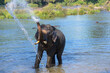 An Indian or Asian tusker elephant on a riverbank in the forest spraying water from his trunk