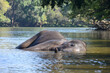 An Indian or Asian elephant lying in the water in a river in the forest