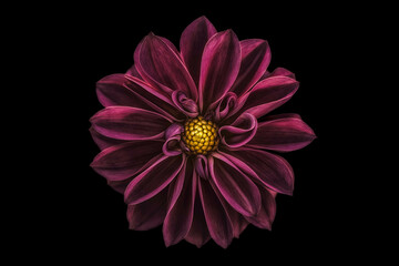 Wall Mural - Dahlia flowers black background