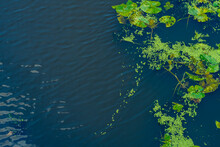 Lemna Swaying On The Water. Background With A Green Aquatic Plant Made Of Small Circles. Close-up Of A Duckweed On A Pond.