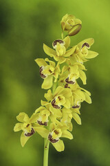 Wall Mural - Yellow cymbidium orchid or boat orchid on Nature background