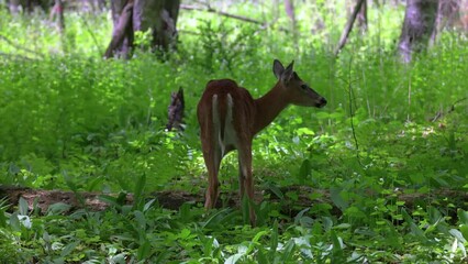 Wall Mural - the white-tailed deer or virginia deer in the spring forest