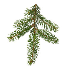 fir branch isolated on white background
