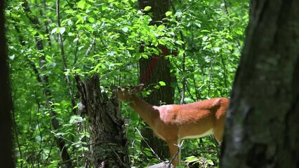 Wall Mural - the white-tailed deer or virginia deer in the spring forest