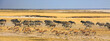 Huge herd of Burchells' zebra, Blue Wildebeest and springbok running across the African Plains in a frenzy.