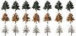 pine isolated big tree collection isolated transparent