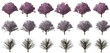 cherry isolated big tree collection isolated transparent