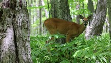 The White-tailed Deer Or Virginia Deer In The Spring Forest