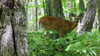 Wall Mural - the white-tailed deer or virginia deer in the spring forest