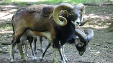 The Mouflon (Ovis Orientalis)  During Mating Season On Game Reserve.