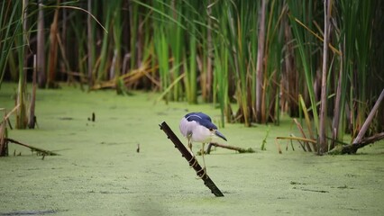 Canvas Print - The black-crowned night heron (Nycticorax nycticorax) in the swamp.