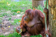 Orangutan At The Apeldoorn Zoo The Netherlands 2018