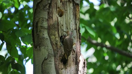 Poster - The Northern flicker (Colaptes auratus) nesting in Wisconsin. North American bird.