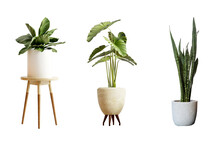 Indoor Plant 
