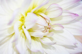 Fototapeta Kwiaty - Close up of a White Dahlia Flower Petals for Background
