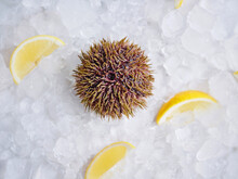 Raw sea urchin on crushed ice with lemon wedges