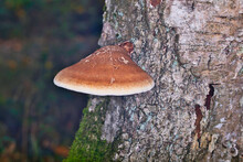 Brown White Wood Fungus On A Tree Trunk, Lignicole Fungus