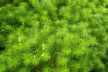 Wall Mural - Lush yellow oleander green leaves in the park