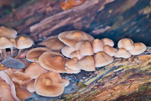 A Cluster Of Wild Mushrooms On A Forest Floor In Autumn