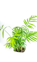 Green plant Hamedorea, close-up. Green leaves close up, selective focus.