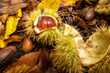 Chestnut with shell