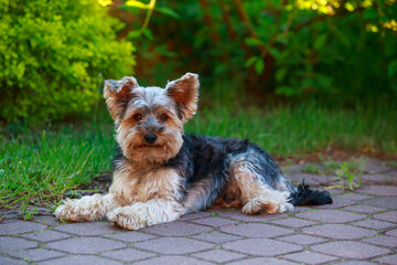 Wall Mural - dog breed Yorkshire Terrier