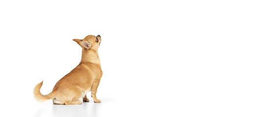 Back view. Small dog posing isolated over white background. Beautiful and cute chihuahua playing. Concept of breed animals, pets, companion, vet