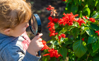 Wall Mural - Children look through a magnifying glass at a plant. Selective focus.