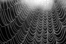 Spider Web In A Forest In Iserlohn Sauerland Germany. Glistening Dew Or Rain Drops On Nearly Invisible Silk Treads. Close Up Of Water In Wet And Misty Natural Surrounding. Black And White Greyscale.