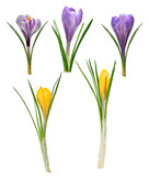 Fototapeta Mapy - Spring flowers crocus isolated , PNG.