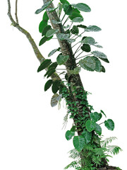 Wall Mural - Tropical jungle tree trunk with various types of climbing forest plants