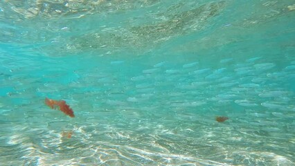 A flock of small fish swimming on the coast of the Mediterranean Sea.
