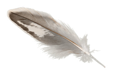 Wall Mural - Black bird feather isolated on white background