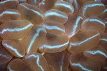 Detail Of A Bubble Coral, Plerogyra Sinuosa, Growing On A Coral Reef In Indonesia. At Night Tentacles Extend From The Polyps To Feed On Plankton.