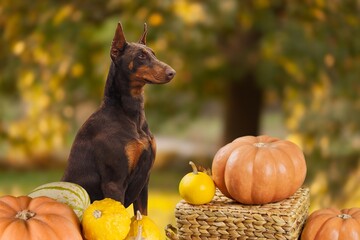 Cute smart dog with fresh pumpkins outdoor