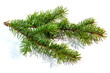 fir tree branch isolated on white with a shadow.