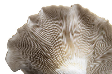 Wall Mural - Closeup of the underside of an oyster mushroom