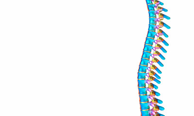 iridescent human spine on white background.