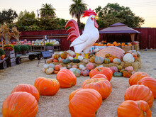 Massive Rooster Autumn Pumpkin Display