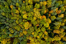 Aerial Top Down View Of A Colorful Forest Foliage At Atumn, Drone View, Natural Seasonal Background