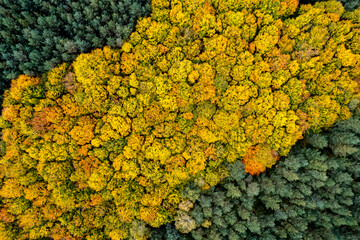 Wall Mural - Top down view of autumn forest, drone view from above of trees in fall season. Natural background