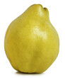 single quince isolated png