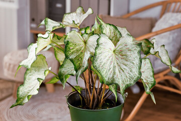 Wall Mural - Caladium Candyland houseplant with beautiful white and green leaves with pink freckles in pot on table