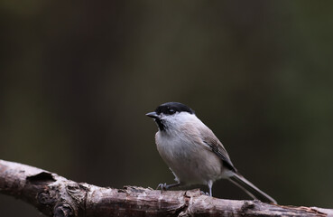 Wall Mural - Coal tits on a branch, on a blurred green background..