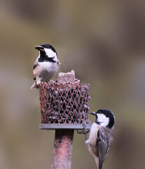 Wall Mural - On the feeder, on a blurry green background, sits a pair of coal tits, as if they do not see each other...