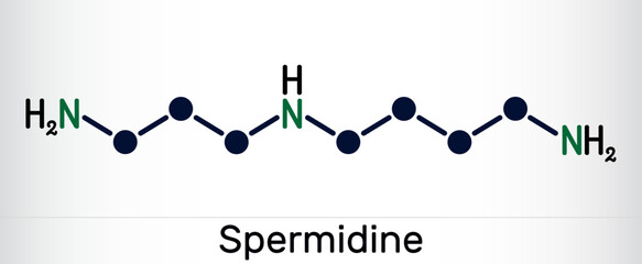 Poster - Spermidine molecule. It is triamine, polyamine formed from putrescine. Skeletal chemical formula