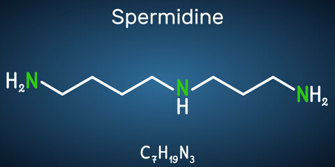 Wall Mural - Spermidine molecule. It is triamine, polyamine formed from putrescine. Structural chemical formula on the dark blue background